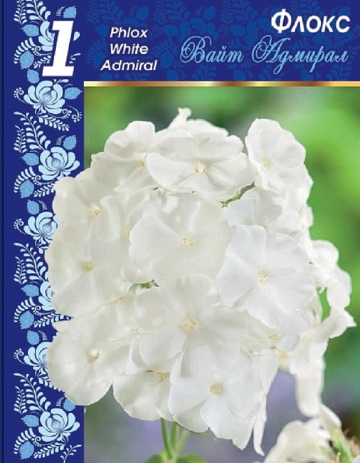 Флокс Вайт Адмирал